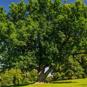 buy green ash trees