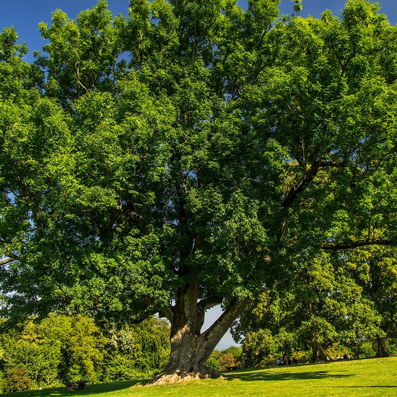 buy green ash trees