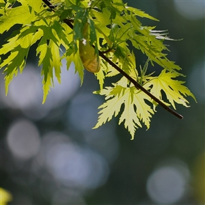 buy silver maple trees