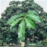 buy chinquapin oak trees