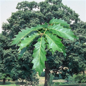 buy chinquapin oak trees