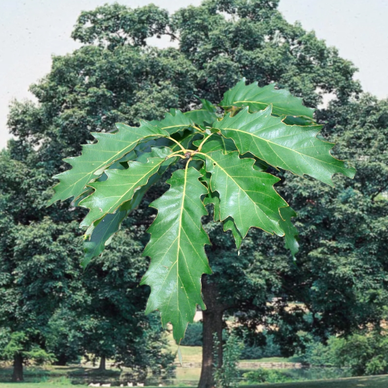 buy chinquapin oak trees