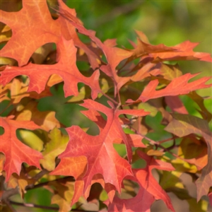 buy southern red oak trees