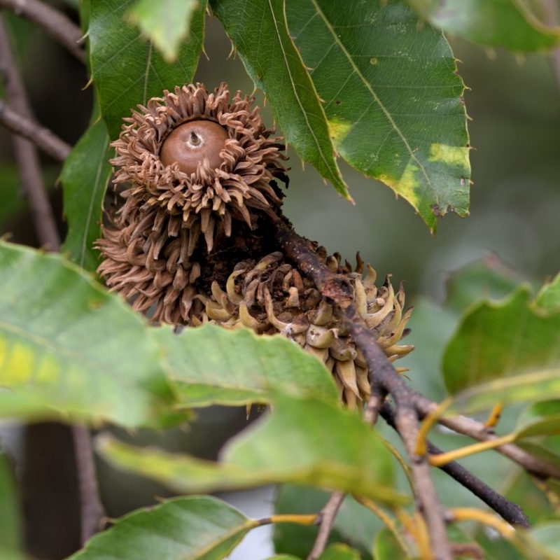 buy sawtooth oak trees