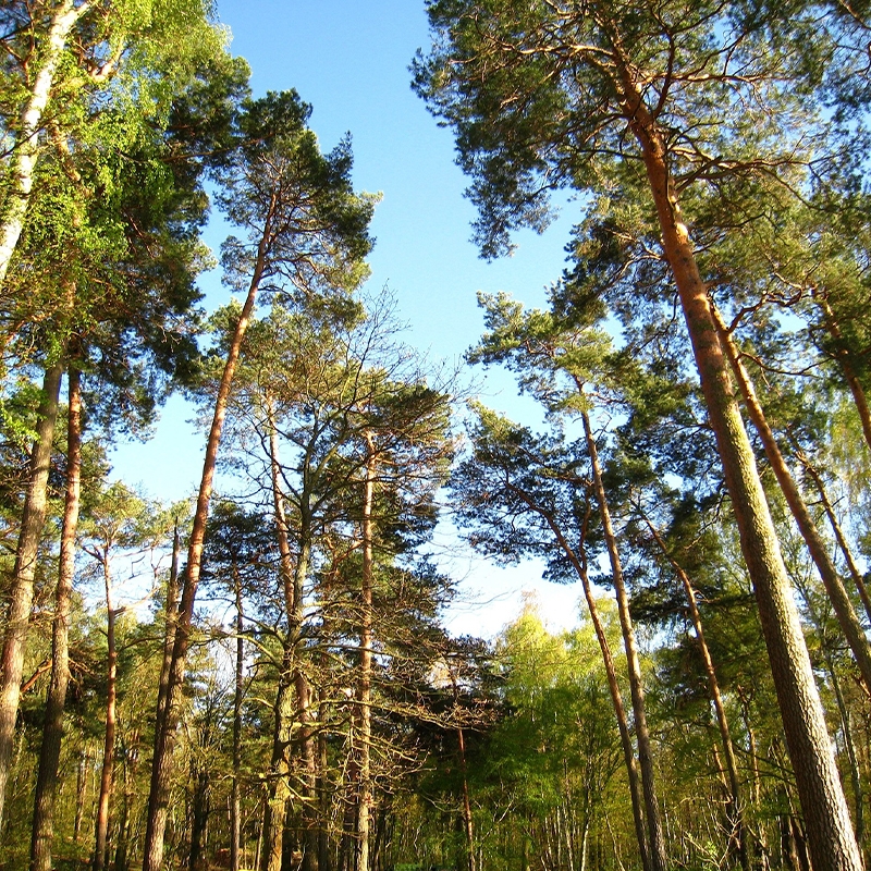 buy loblolly pine trees