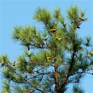 Buy Slash Pine Trees