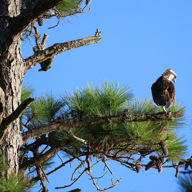 buy longleaf pine trees