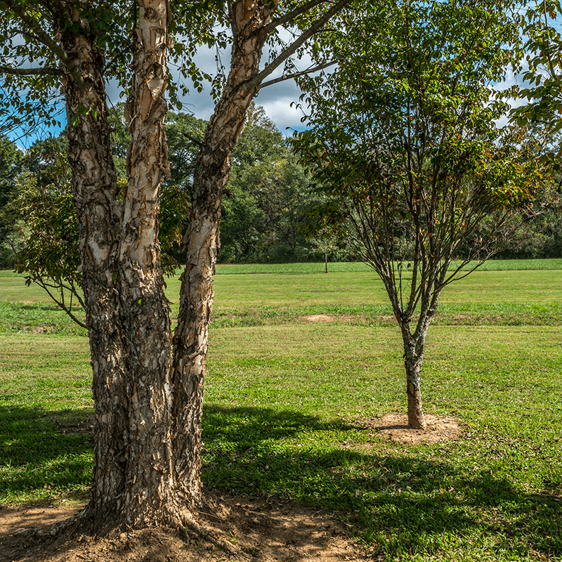 Buy River Birch Trees