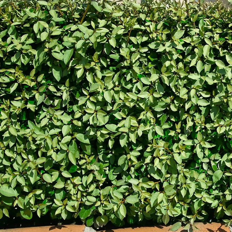 Elaeagnus Shrub