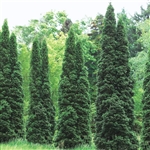 Thuja Green Giant