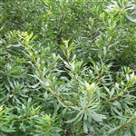 Wax Myrtle Shrub