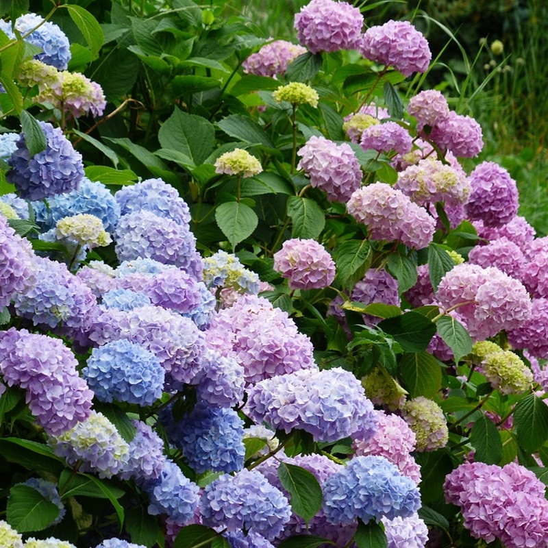 Mophead Hydrangea Shrub