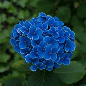 Nikko Blue Hydrangea Shrub