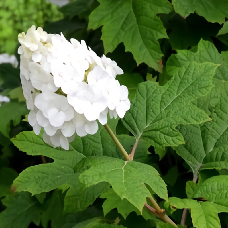 Oak Leaf Hydrangea