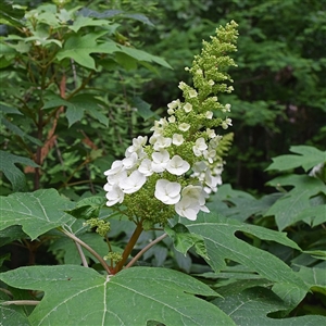 Gatsby Gal&trade; Oak Leaf Hydrangea