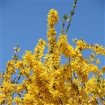 Show Off &reg; Forsythia