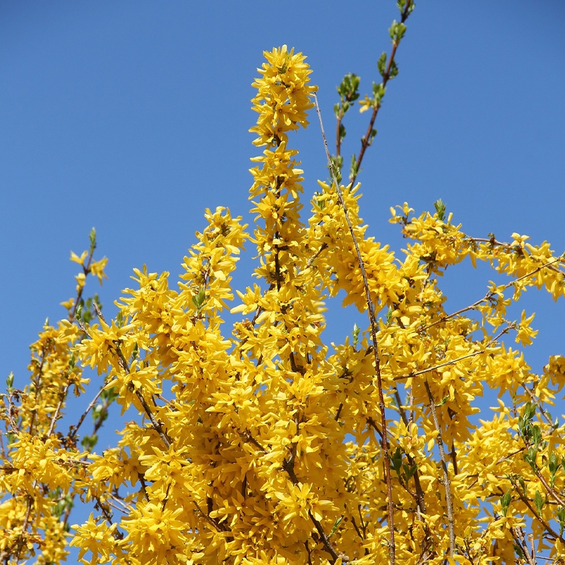 Show Off &reg; Forsythia