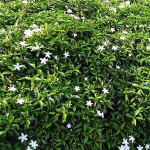 Star Jasmine Vine