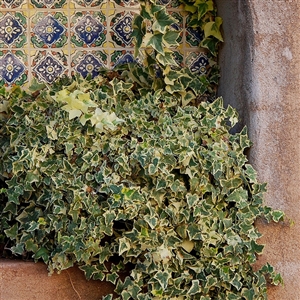 Variegated Algerian Ivy Vine