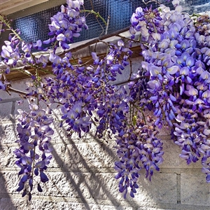 Wisteria Vines