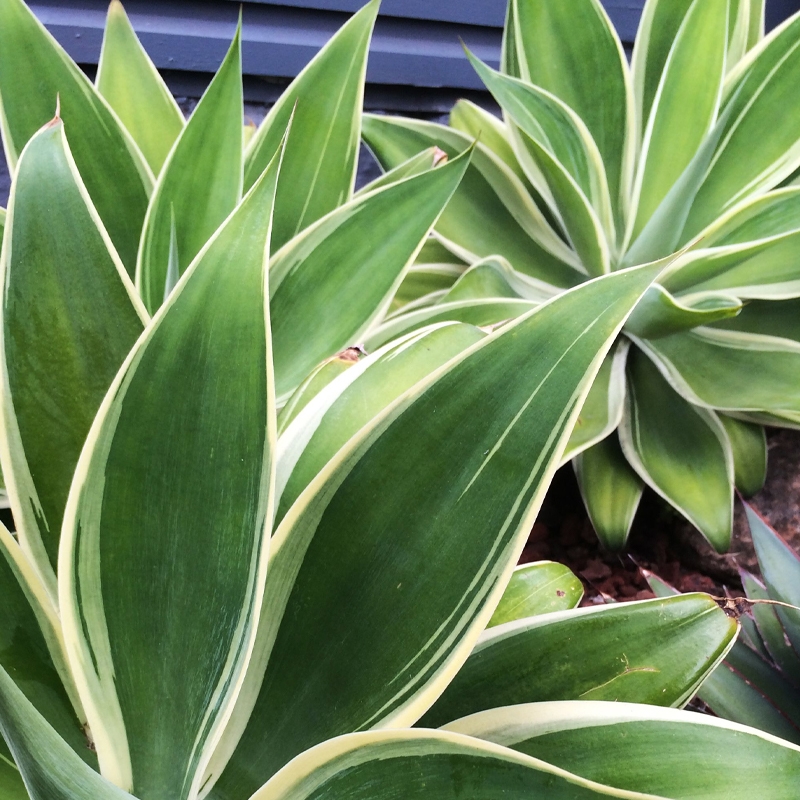 Agave attenuata 'Ray of Light'