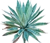 Organic Raw Blue Agave