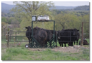 3-D Cattle Equipment, LLC
