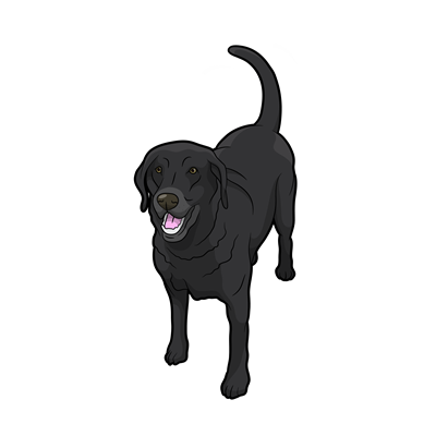 Black Labrador Sticker