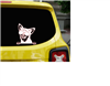 Chihuahua Wearing Sunglasses Decal