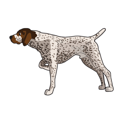 English Pointer Sticker