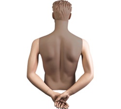 Male Mannequin Arms: Hands Behind Back, Fleshtone