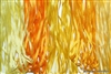 ThreadNanny 5 Spools of Yellow Tone 100% Pure Silk Ribbon