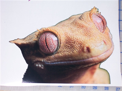 Peaking Tan Lizard 7" x 9.5"  Decal