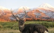 Deer Buck Wall/RV Mural