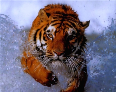 Large Tiger #1 RV/Wall Decal