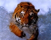 Tiger #1 RV/Wall Decal 40"x50"