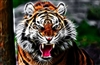 TIGER #4 Wall/RV Decal