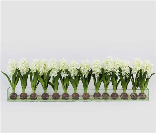 Modern Hyacinths on Casa Moderna Planter