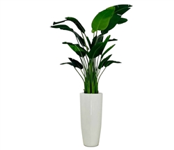 Bird of Paradise with Dax L Planter 7 ft Special Order item available at MH2G