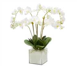 Square Glass Plate Modern Vase White Phaleanospis Orchid Tall Arrangement