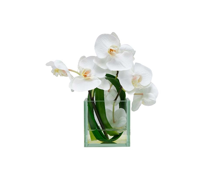 Glass Plate Cubes with Green Leaves and White Orchids