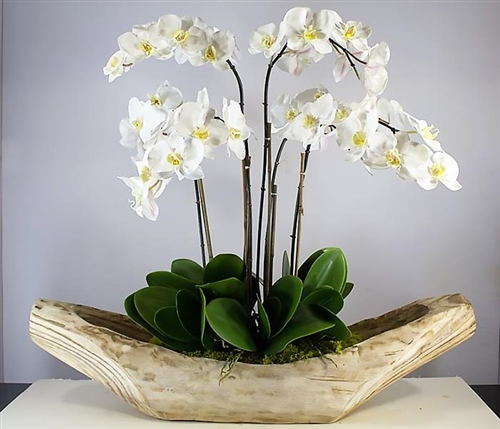 Fortune boat Modern planter 35"x 8.5"x 9" with Phalaenopsis orchids