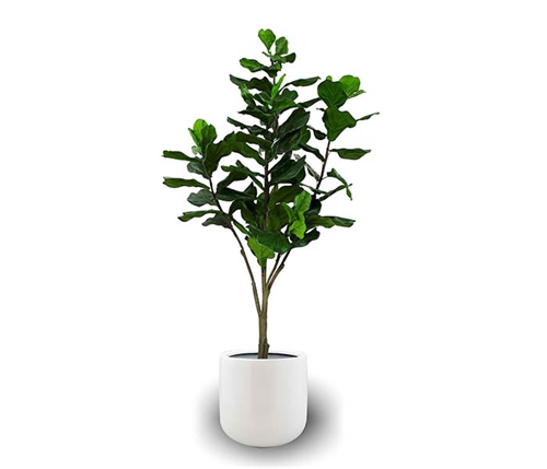 Frette Modern Pot with Fiddle Tree