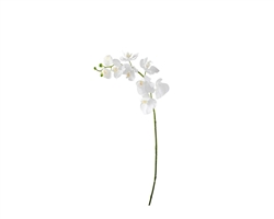 Orchid Faux Single Stem 30" - White