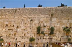 KOTEL CURTAIN