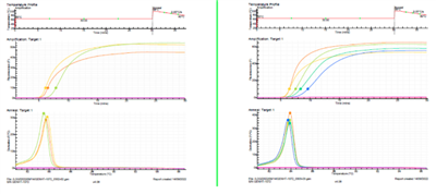 Pro-Amp TM Molony-murine leukemia virus
Reverse Transcriptase (M-MuLV RT)