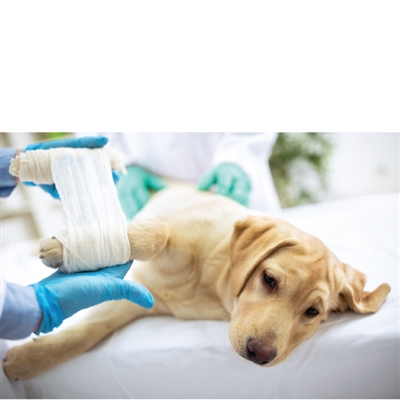 Pet Preparedness and First Aid - 2/1/20