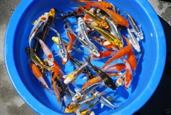 10-Lots 3-4" ASSORTED Standard Fin Live Koi Fish