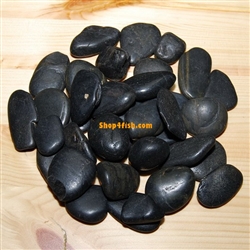 30 lbs Black Polished River Pebble Stone 1"-1.5"