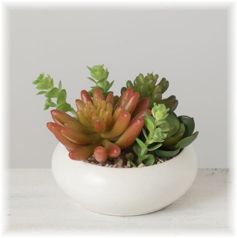 Potted Succulent Arrangement